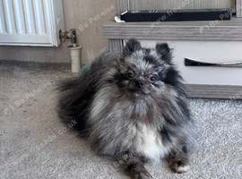 Cheeky lovely little Pomeranian female