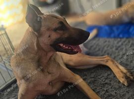 Mali cross shepard