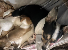 Last 2 boy chihuahuas available for deposit
