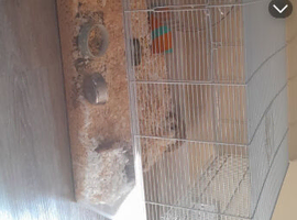Syrian hamster female