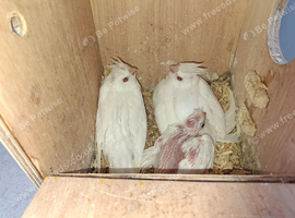 Beautiful 12 week old albino and white face pied cockatiels far sale