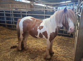 2 Year Old Gypsy Cob