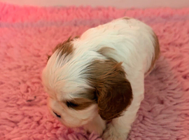 Beautiful KC Cavalier King Charles Spaniel Puppies