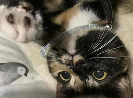 Female cat