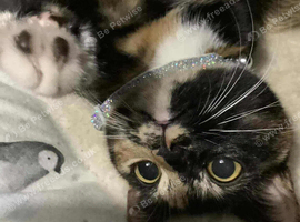1 year old female cat