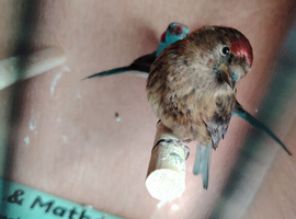 Wanted Redpoll.