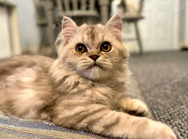 Kitten Looking for a Loving Forever Home