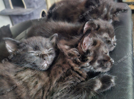 8 Week Old Kittens
