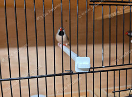 Pair of Hex long tail finch
