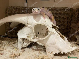 Leopard Gecko for Sale (Adult Female) &ndash; Extremely Tame & Friendly!