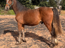 Big yearling to make approx 15,2