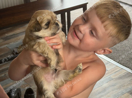 4 Gorgeous Shih Tzu boys available