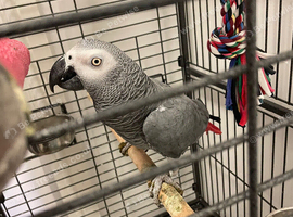 Tame and talkative African grey