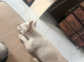 2xchuiahas be rehomed