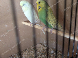 Budgies for sale