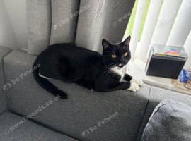 Loving Homes Needed for Our Much-Loved Cats