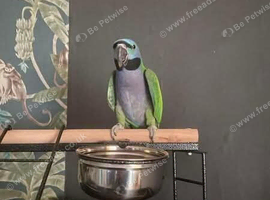 Female lord derbyham for rehoming