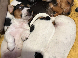 4 x Jack Russell Puppies
