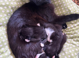 Last girl kitten looking for her forever home
