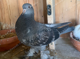 Beautiful young tumbler birds