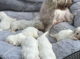 Beautiful Bichon Frise x Maltese Puppies