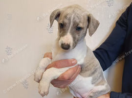 Beautiful Whippet Puppies