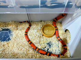 TANGERINE HONDURAN MILK SNAKE Stunning colouring.