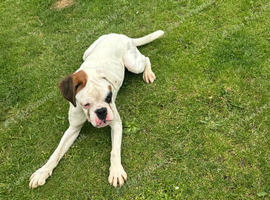 Stunning boxer girl