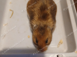 Lots of female Syrian hamsters