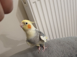 Male cockatiel