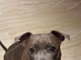 American bully 5 yrs old female