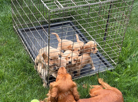 7 beautiful show cocker spaniels