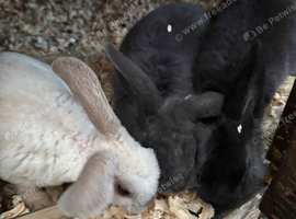 Mini lop Rabbit