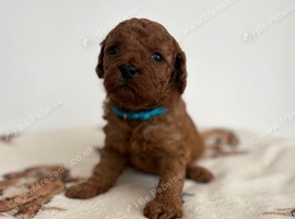 Beautiful Cavapoo puppies