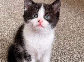2 stunning black and white Kittens Left