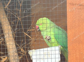 Female ring neck