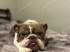 5 Year old bulldog