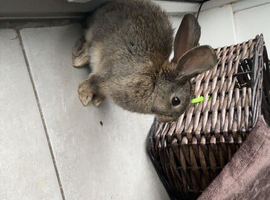 Cola, Rabbit for sale.