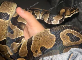 royal python