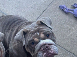 Kc registered english bull dog girl -11 months