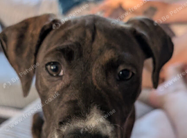 Staffy cross American bulldog