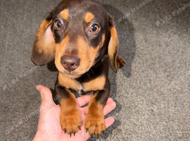 Miniature Dachshund Puppies for Sale