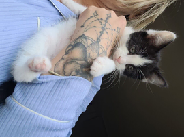 Mix fur kittens
