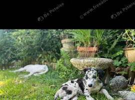 Collie x greyhound