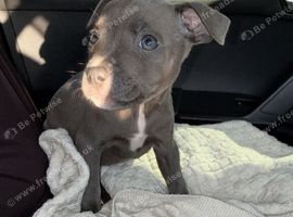 Ocean the staffy