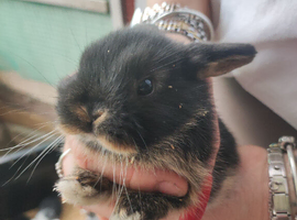 Baby lop