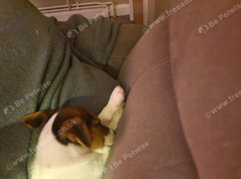 Jack russell