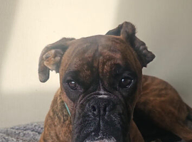 Full pedigree boxer (male)