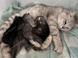 Bengal cross kittens