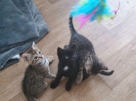 Kittens mix bred-mum half Bengal/ragdoll mix